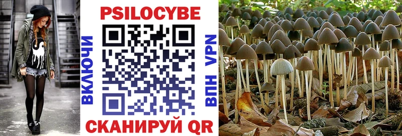 дарнет шоп  Медногорск  Псилоцибиновые грибы Cubensis 